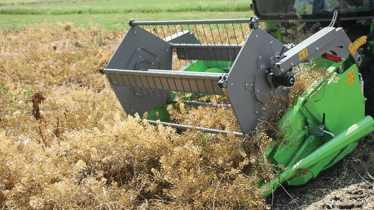 pennycress harvest