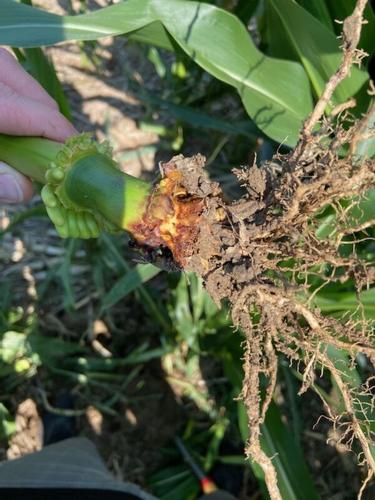 Corn rootworm 2.jpg