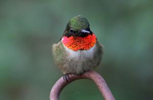 Ruby-throated hummingbird brings awe