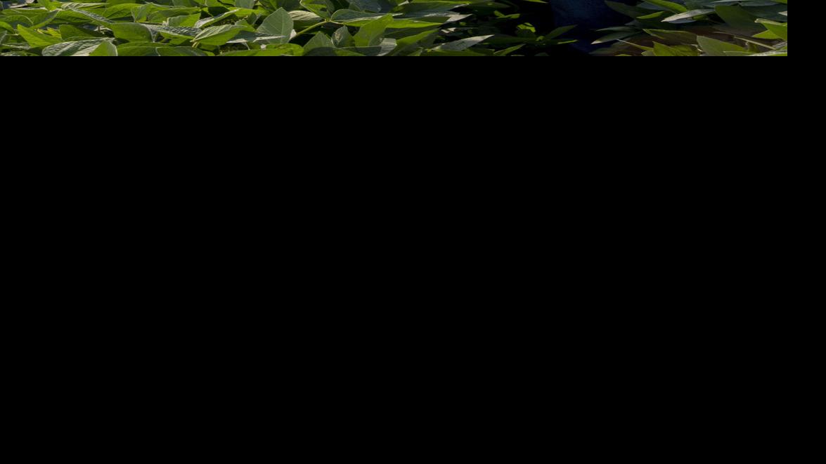 When to foliar spray, does the time of day matter Crop