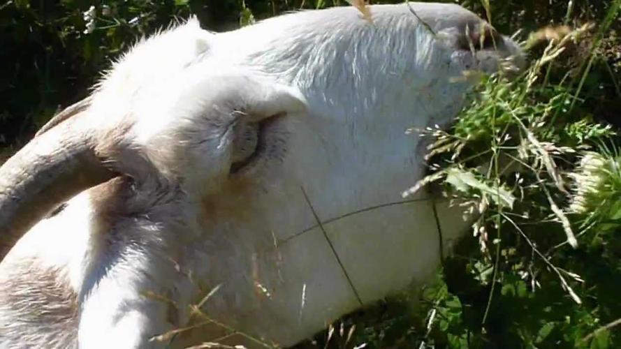 Goat eating thistle