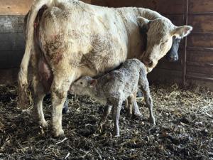 Calving conundrums