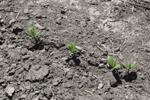 Condition, not calendar, will dictate start of planting
