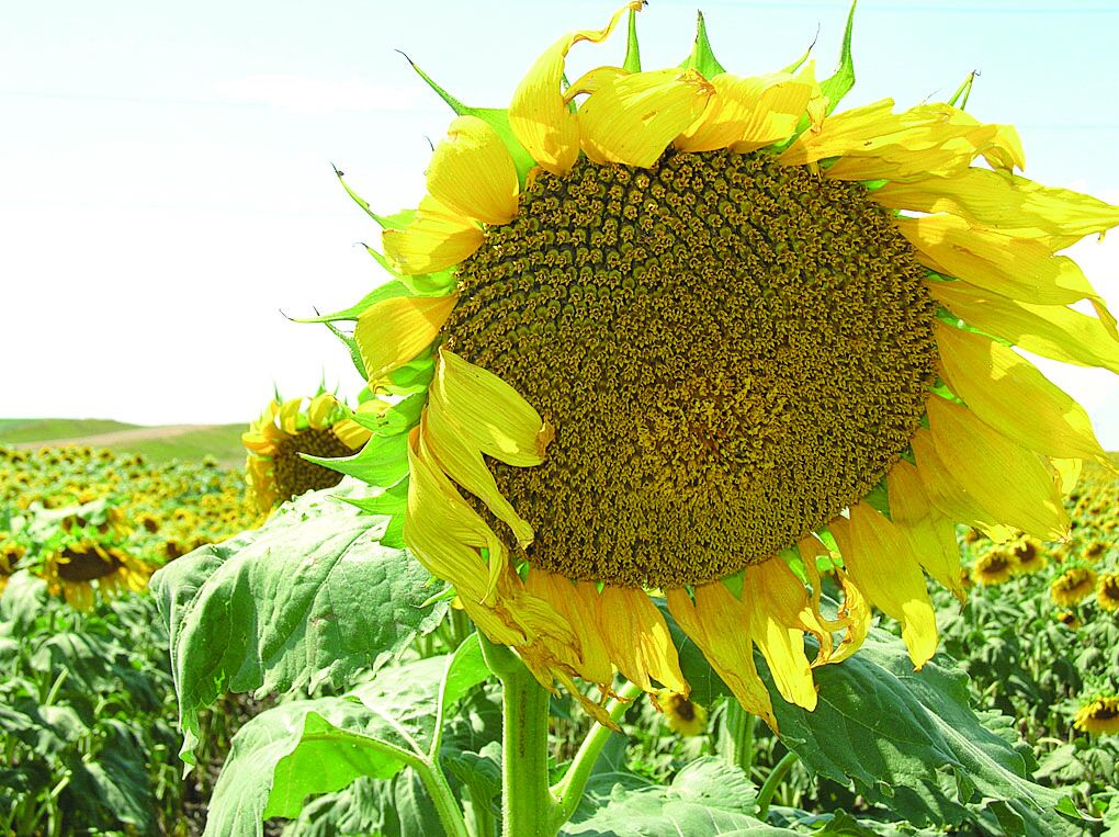 Sunflower