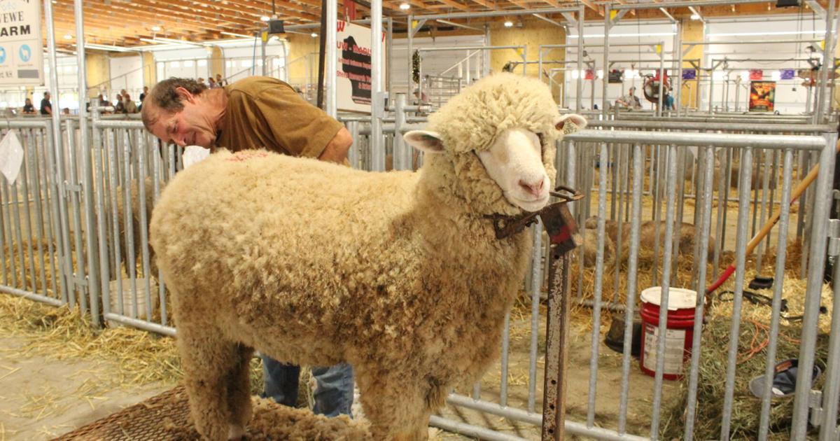 Targhee show (51).JPG