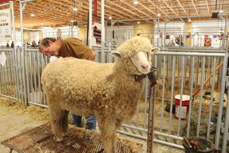 Targhee show (51).JPG