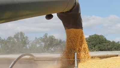 Corn unloading file photo