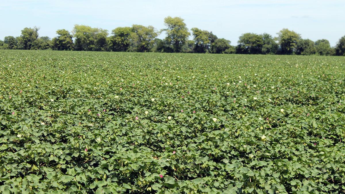 Missouri’s cotton, rice show potential
