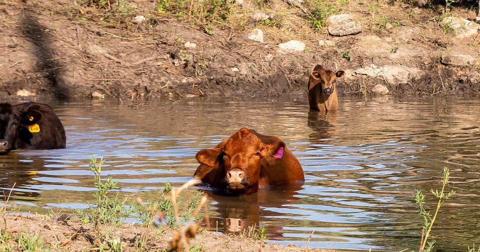 Simple changes make difference in cooling cattle