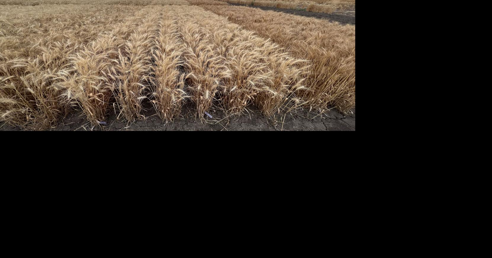 MSU Foundation Seed Program upgrades equipment, releases new varieties