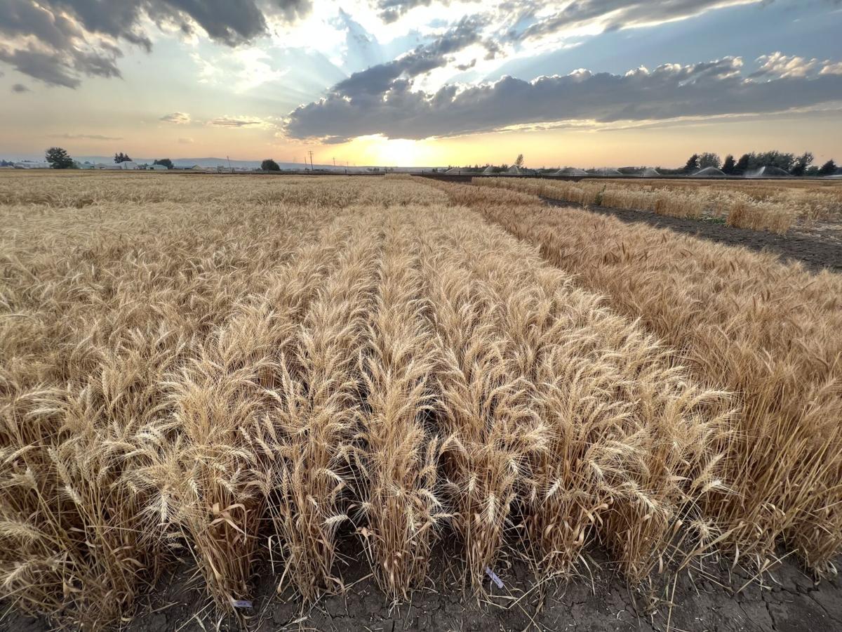 MSU Foundation Seed Program upgrades equipment, releases new varieties