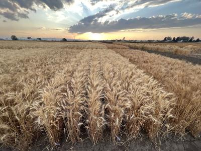 MSU Foundation Seed Program upgrades equipment, releases new varieties