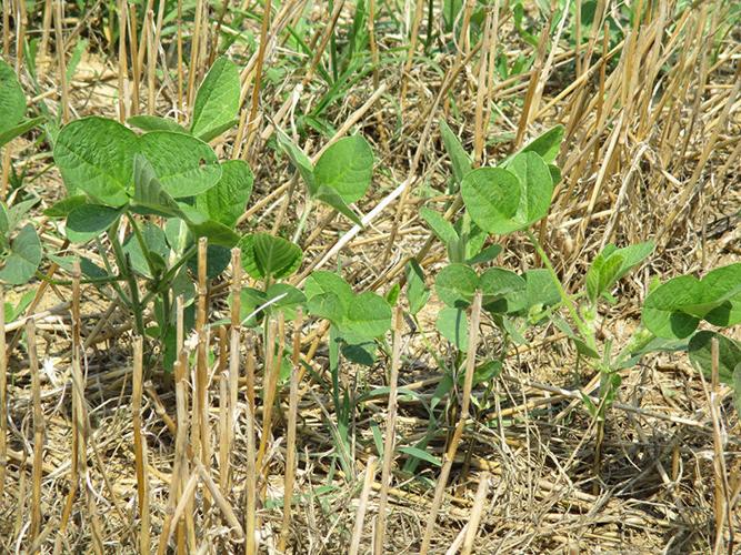 Double-crop soybeans in field