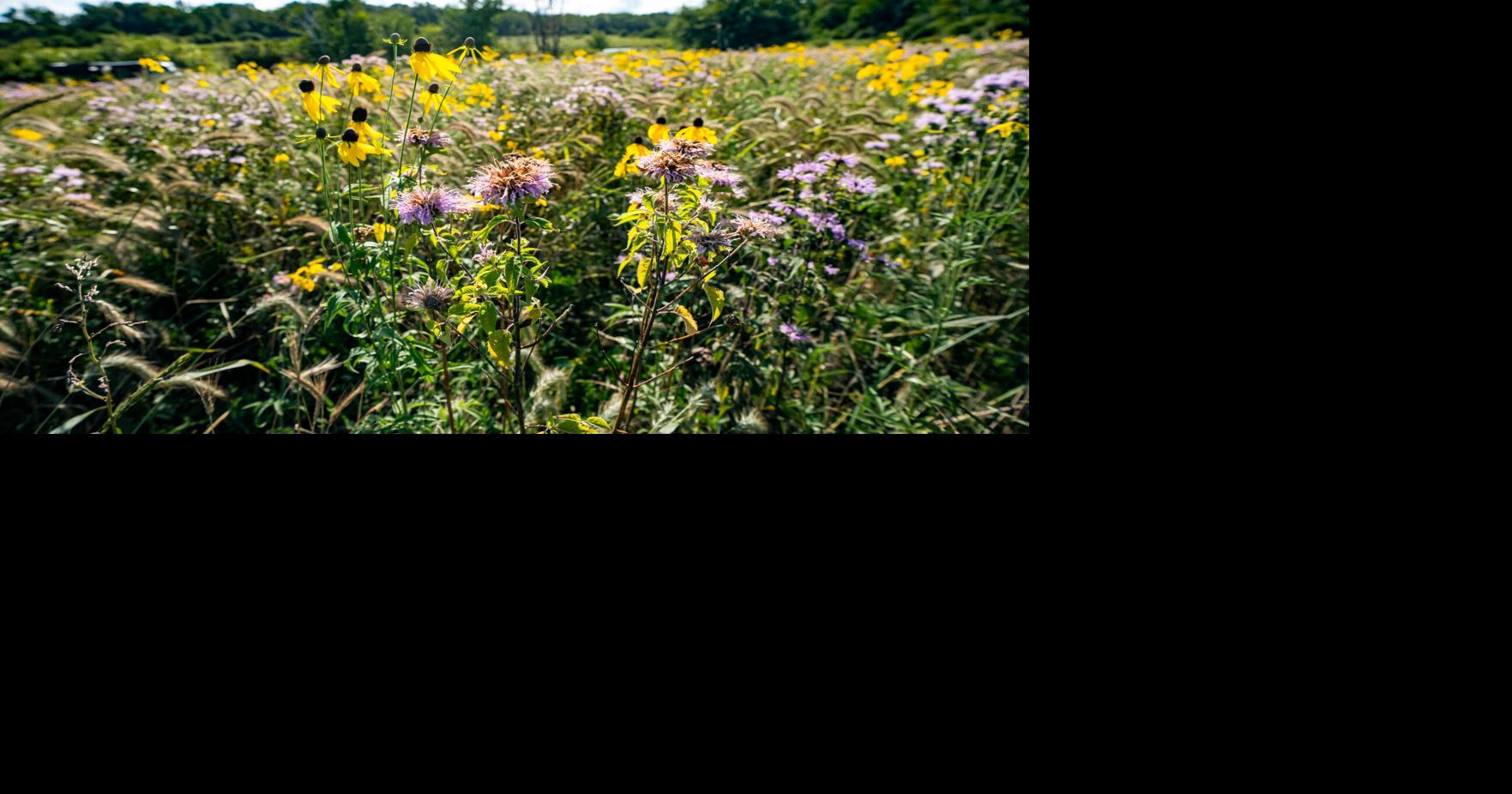 Prairie