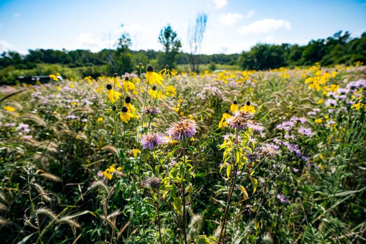 Prairie