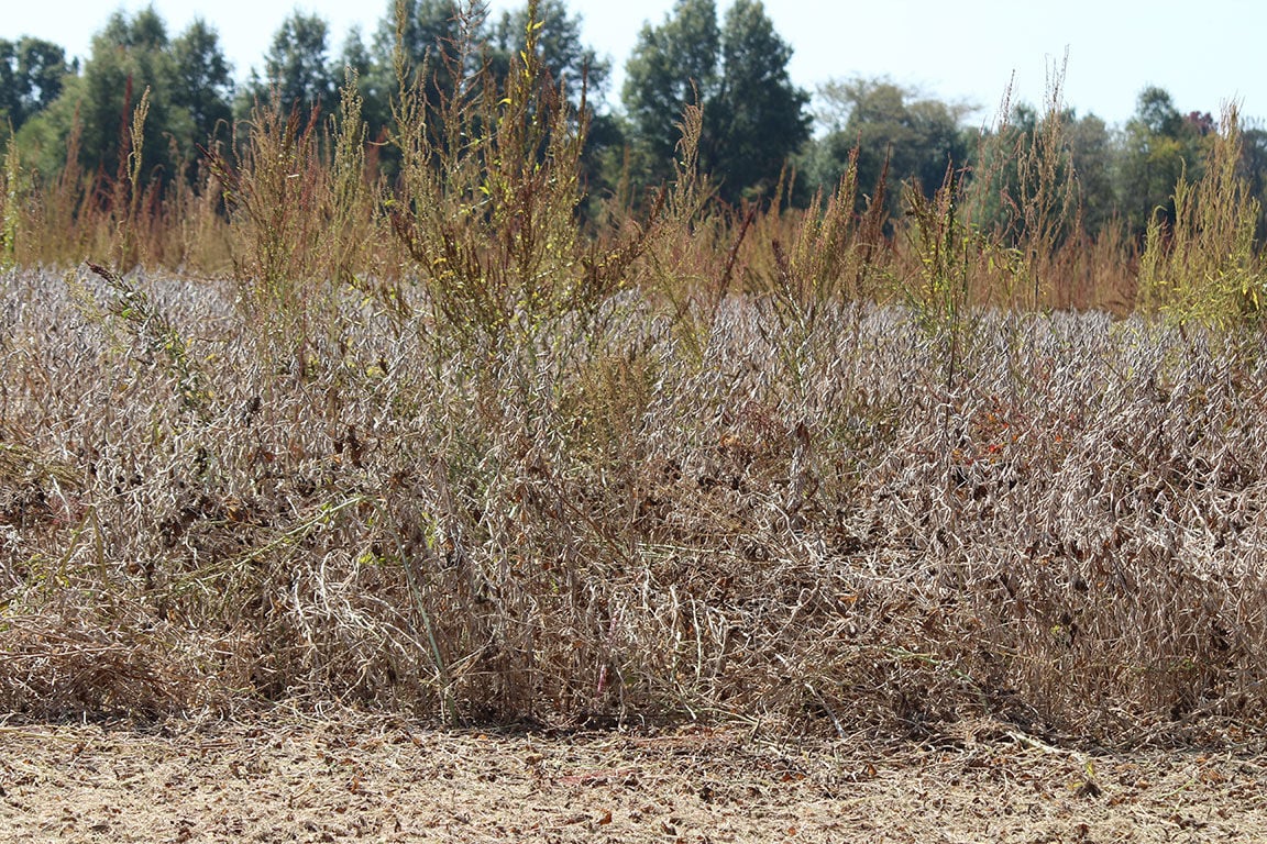 Soybean fields inundated with weeds