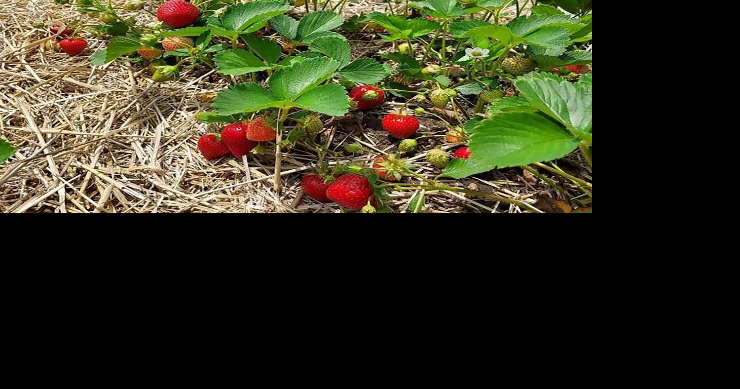Strawberry plants