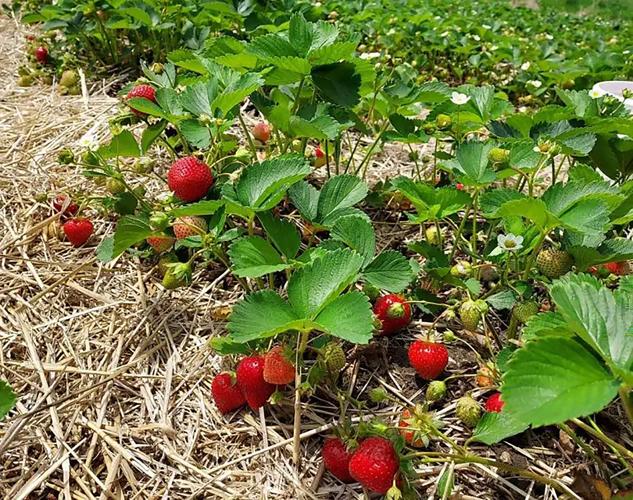 Strawberry plants