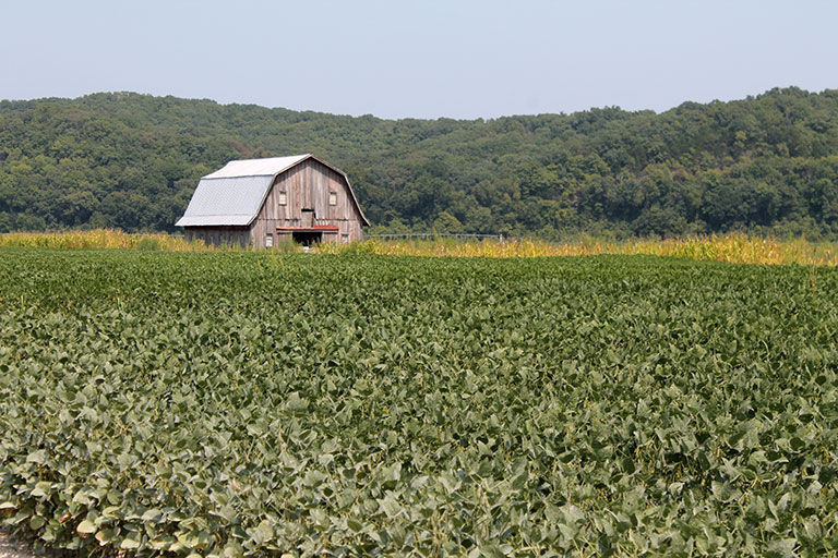 Missouri farmers watch soybean health issues Crops