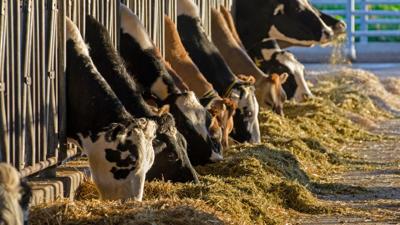 Dairy components becoming more popular than fluid milk