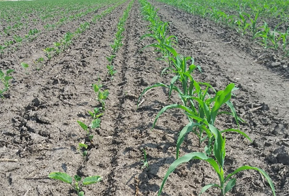 Soybean and corn fields