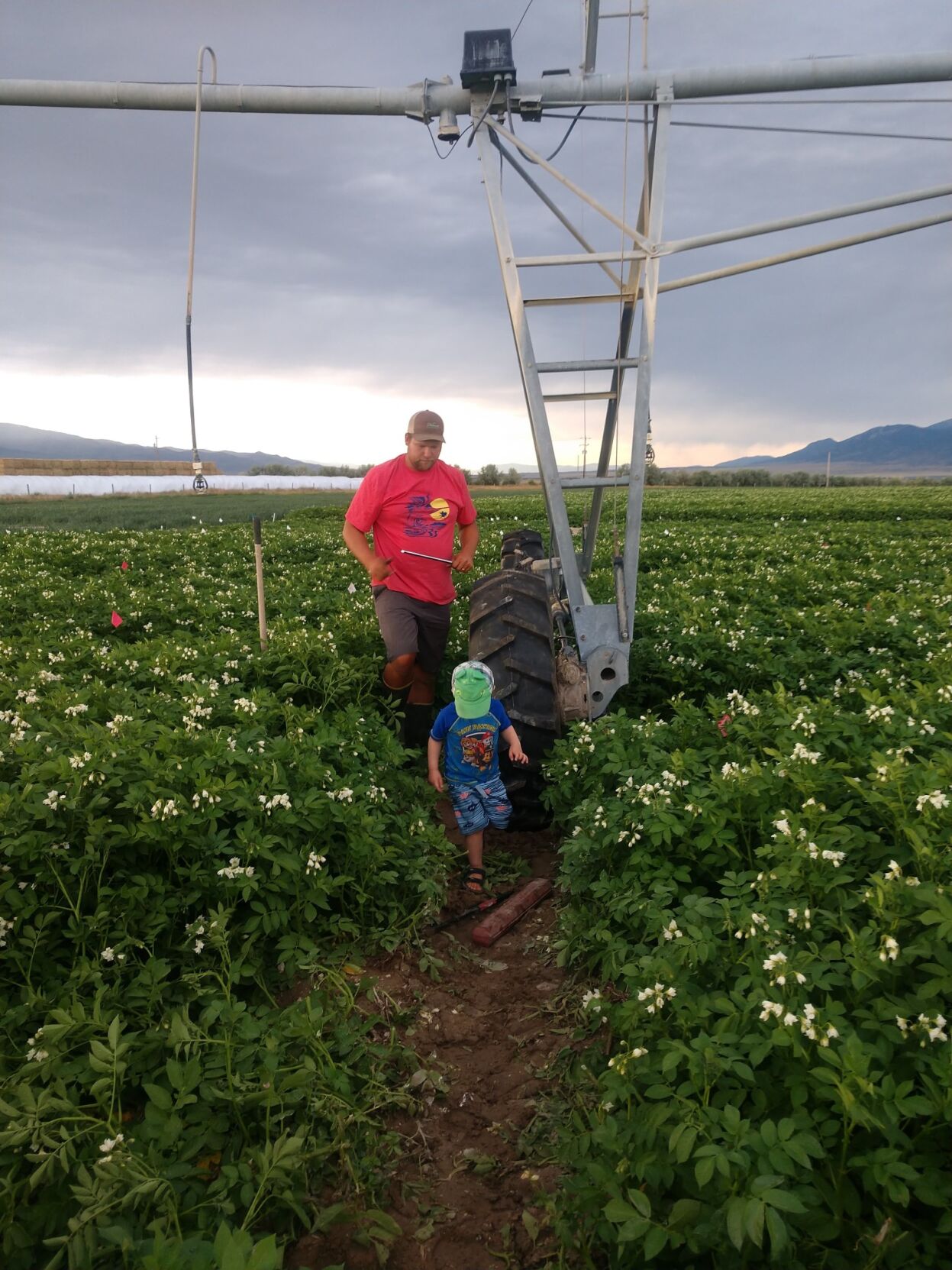 Holbrook Seed offers commercial, garden seed potatoes