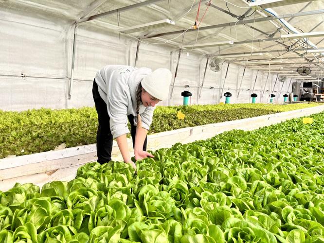 NE Vegetable and Protein 1.JPG