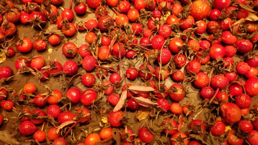 Rose hips
