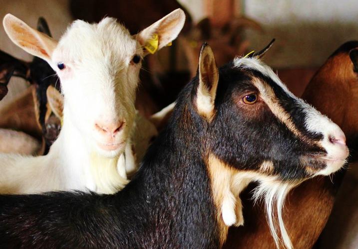 Transgenic goats produce anticancer antibodies