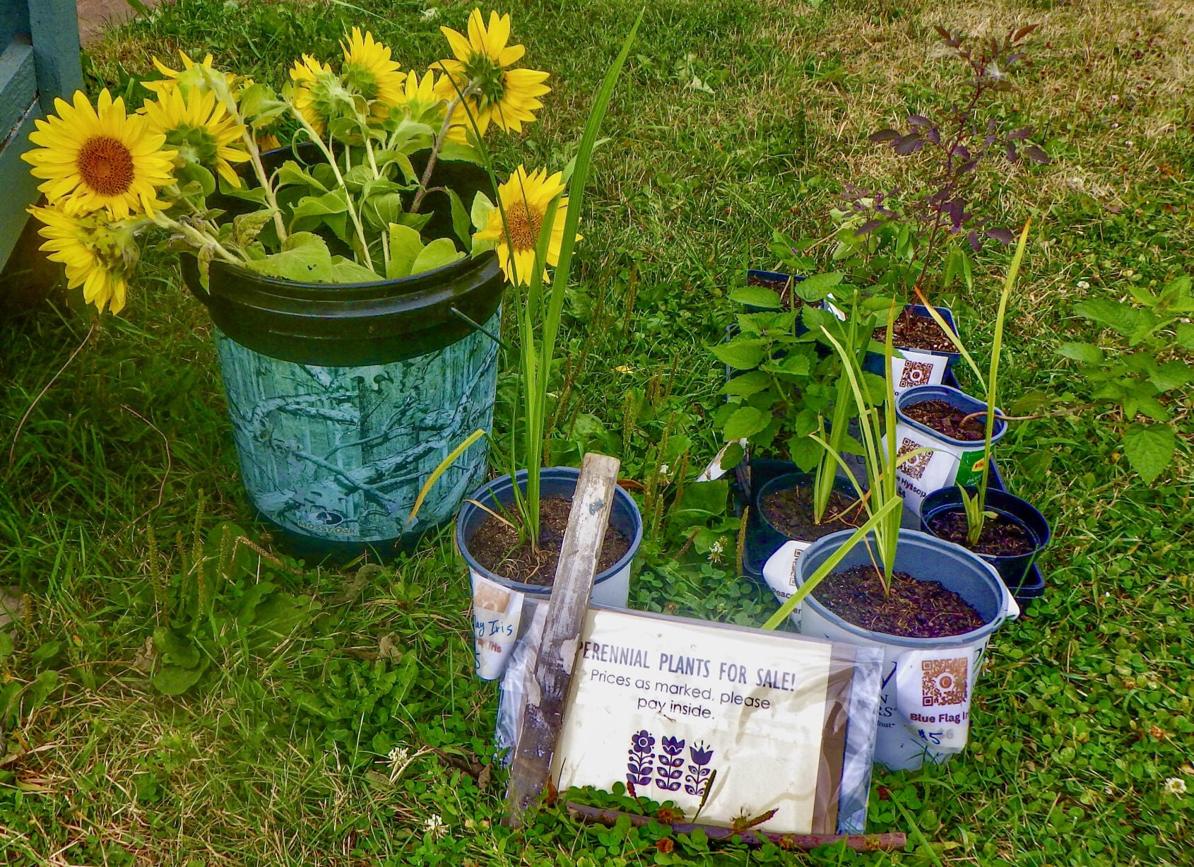 Sunflowers
