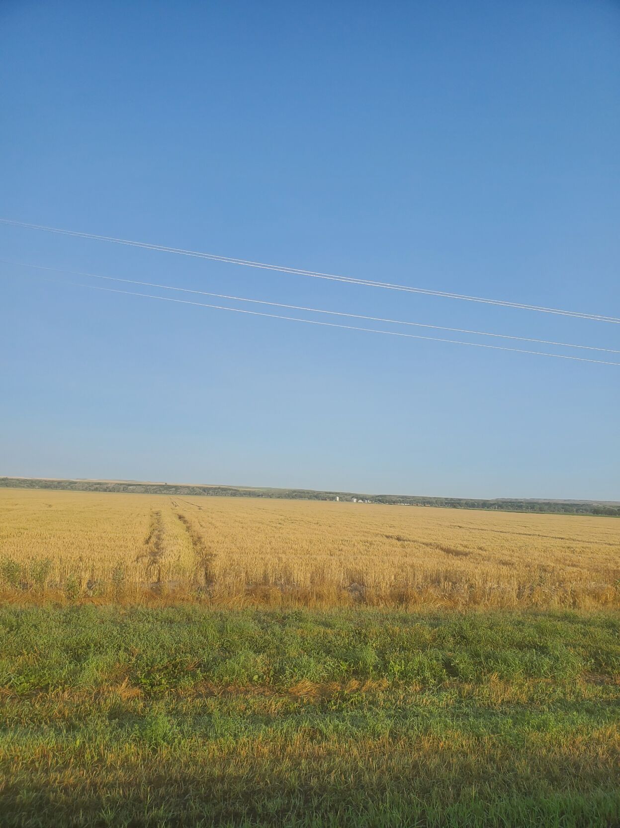 Uffelman farm prepares to harvest winter wheat