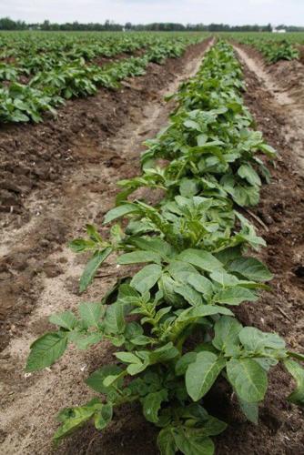 potato-plants-vert.jpg