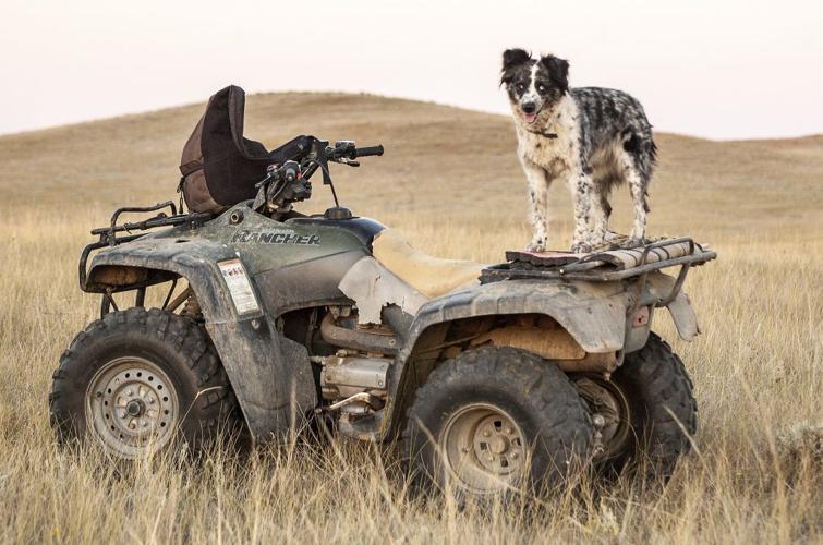ATV with dog