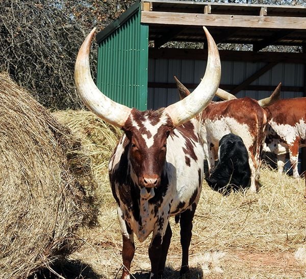 Beef Breeds Watusi Livestock Agupdate Com