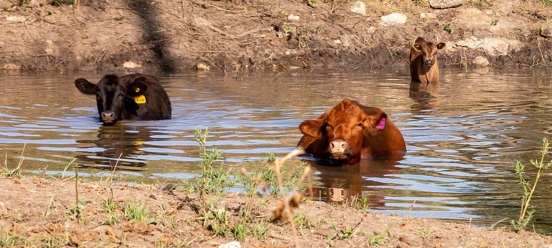Heat stress cows