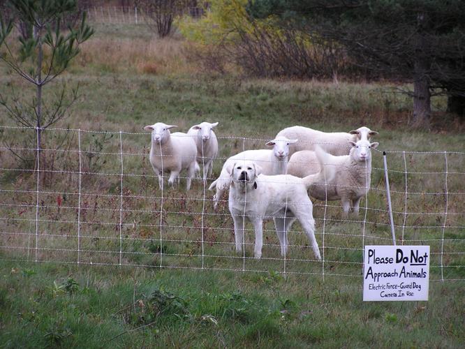 Sheep with guardian dog