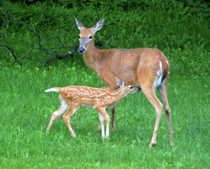 Doe deer and fawn