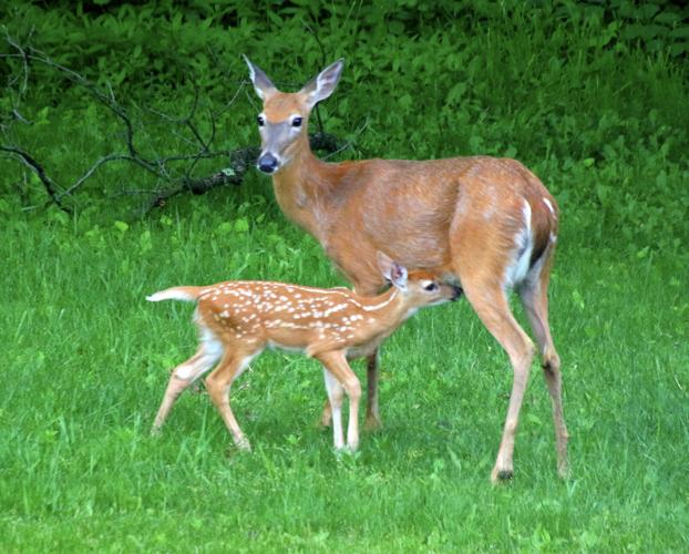 Doe deer and fawn