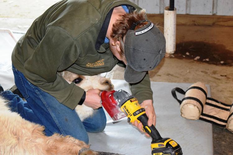 Joshua Pitzl grinds alpaca's teeth