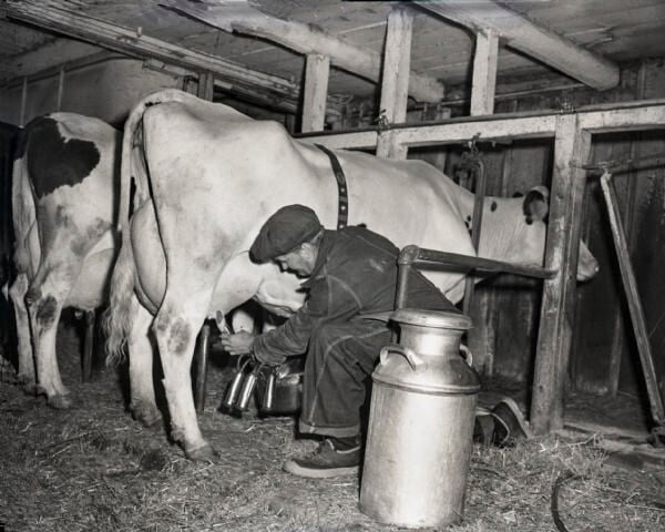 Farmer milks cow