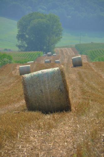 Rye-straw bales