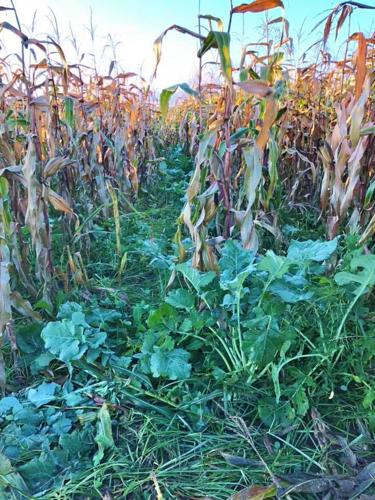 Cover crops in corn stand