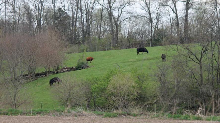 Cattle