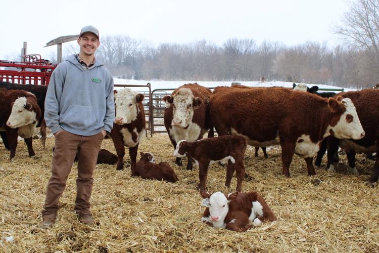 RJ Orsten with new embryo calves and recipient cows.