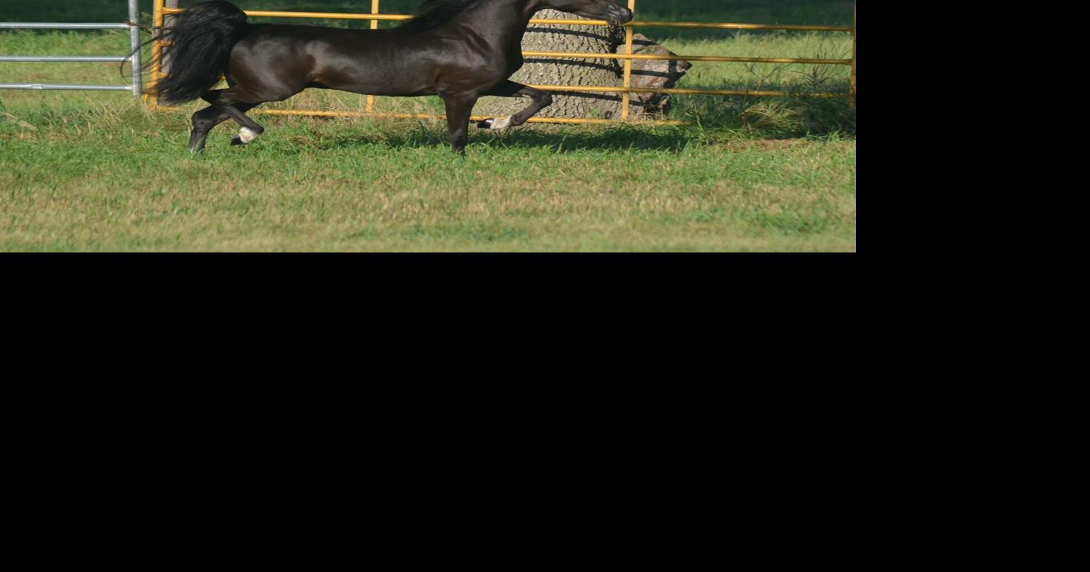 4 aspc congress grand champ classic stallion over - ews memphis bound.jpg
