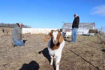 Something new: Coming from varied backgrounds in the livestock industry, couple finds common goal in new venture