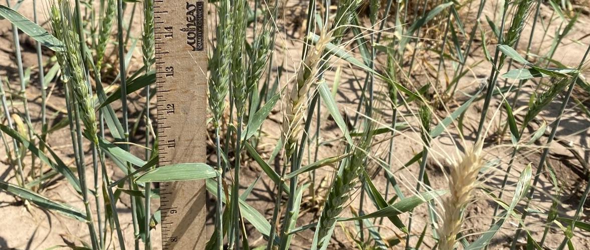 Wheat conditions