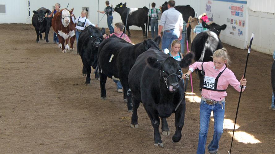 Missouri State Fair continues with livestock, 4H exhibitions