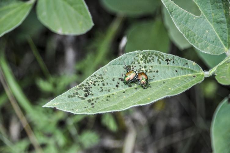 Japanese beetles