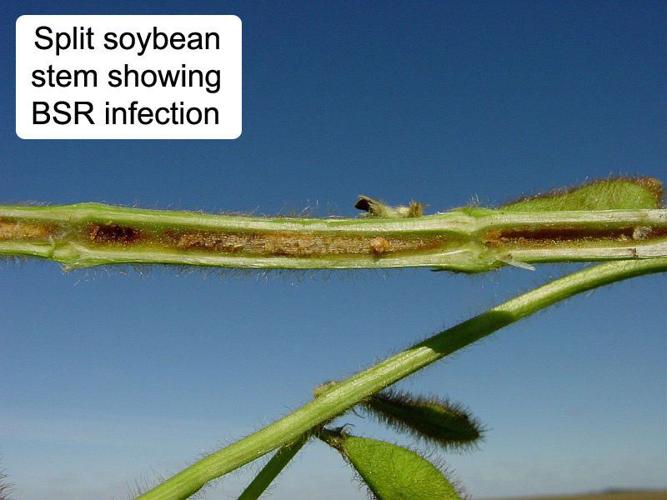 Stem showing Brown Stem Rot